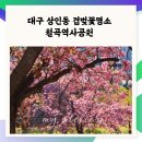 월곡역사공원 | 대구겹벚꽃명소 월곡역사공원 겹벚꽃 개화상황과 방문 후기