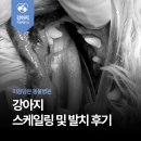 다산동물병원 | 남양주 다산 동물병원 스케일링 및 발치 후기