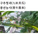 풍년청과 이미지