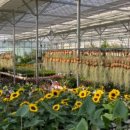 금난의 집 이미지