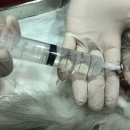 용원동물병원 이미지