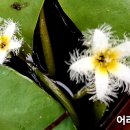 어리연