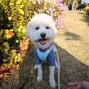 스마트홈 | 강아지 펫드라이룸 스마트 펫케어 홈 스트레스 없는 후기