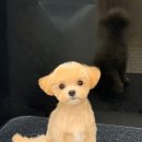 유니펫 | 말티푸 배냇미용 인형으로 변신! 용인 동백 애견미용실 유니펫살롱 후기