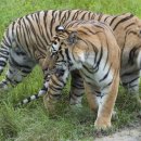 백두산 범 이미지