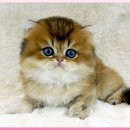 광주고양이분양 제나캣 광주점 이미지