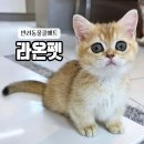 라온디자인 | 반려동물 쿨매트 라온펫 고양이 강아지 대리석매트 후기