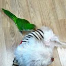 토황민박 이미지