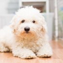 BICHON KOREA 이미지