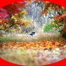 11월 10일(목).....오산 물향기 수목원 트레킹 이미지