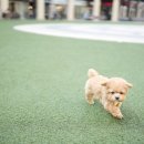 플러피펫 이미지