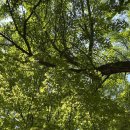 아저씨돈까스 이미지