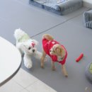 강아지살롱 이미지