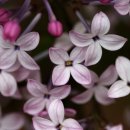 수수꽃다리 이미지