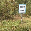 육송로10번길 8 | 양평 낭만캠핑장 10번, 11번 사이트에서 우중캠핑