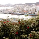 산양일주도로가로수 이미지