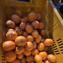 효돈타이벡귤 . 하우스황금향(소과).노지황금향(중대과) 이미지