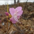 진달래농장 이미지