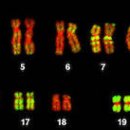 쌍 염색체, 유전 및 변이 Chromosome pairs, Inheritance and variation 이미지