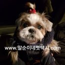 해피 펫 택시 이미지