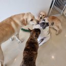 댕글벙글 이미지