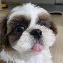 도그의 품격 이미지