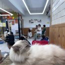 고양이카페 랙돌 이미지