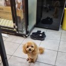 honapet(호나펫) 이미지