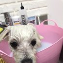 아롱애견미용실 이미지