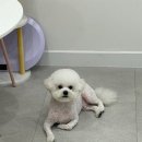 내동애견 네이버블로그