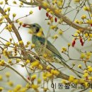 산유화 / 김소월 시, 이현철 곡 - 서울시합창단｜박종원 지휘 이미지