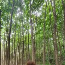 이철헤어커커(보라이마트점)