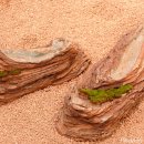 달나라토끼 이미지