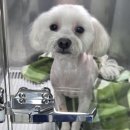 판교 행복한 동물병원 | 강아지 치은염 치주염 스케일링 발치 <판교행복한동물병원>