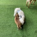 썸바디독스 | [경기광주] 애견카페/애견놀이터/애견유치원/애견호텔 오포 썸바디독스
