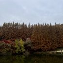 부산지방법원 정문 좌측 횡단보도 | 용인 한국외대 글로벌캠퍼스 명수당 단풍현황, 주차꿀팁, 사진스팟