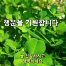 신호등 장작구이(일산점) Daum카페