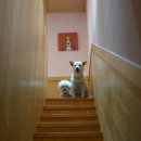 바우와우 이미지