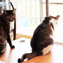 낭만고양이 이미지