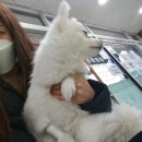 애플펫 동물병원 | 6살 암컷강아지 중성화 수술전 준비해야 할것들부터 수술관리에대한 모든것!!