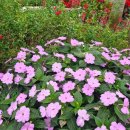 사계절가든 이미지