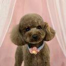 유지네 애견미용샵 이미지