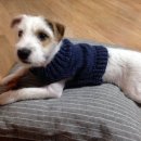 러브애견 이미지