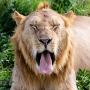 치킨투어237 동두천중앙점 | 모시에서 아루샤 사파리 가기 전 날 세렝게티 사파리 요약 정리