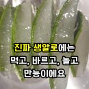 삼영농장 | 생알로에로 아이들과 촉감놀이를 해봤더니..ㅣ 무농약의 삼영농원 생알로에