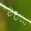 풀잎 위의 이슬 이미지