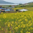 유채꽃이 늦께피는 마을~전남 장흥 선학동마을 유채꽂은 5월10~15일쯤 만개일듯~ 이미지