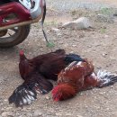 웅지농장 이미지