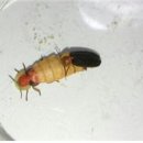 반딧불이에너지