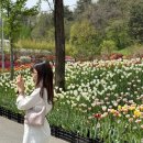 사군자와 예쁜 꽃그림(저녁) | 4월 꽃축제 충남 아산 피나클랜드 튤립축제 수선화 기간 개화 불꽃축제